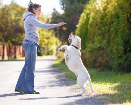 Beautiful woman training dog breed labrador retrieverの写真素材