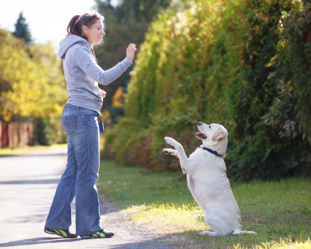 Beautiful woman training dog breed labrador retrieverの写真素材
