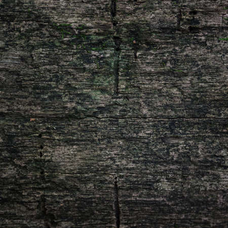 Wood texture background の写真素材