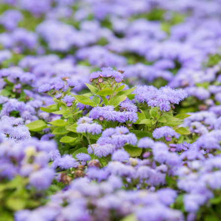 Purple flowers,floral background 