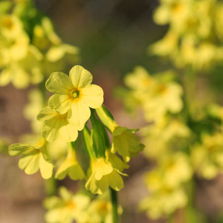 Beautiful flowers in the sunshine