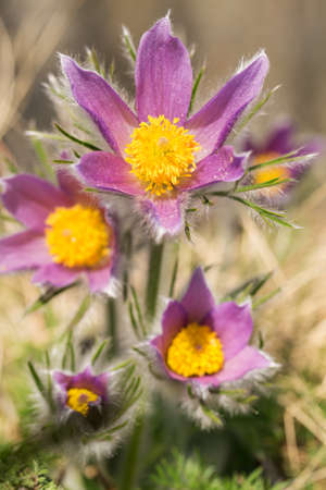 Beautiful spring flowers, macro photographyの写真素材