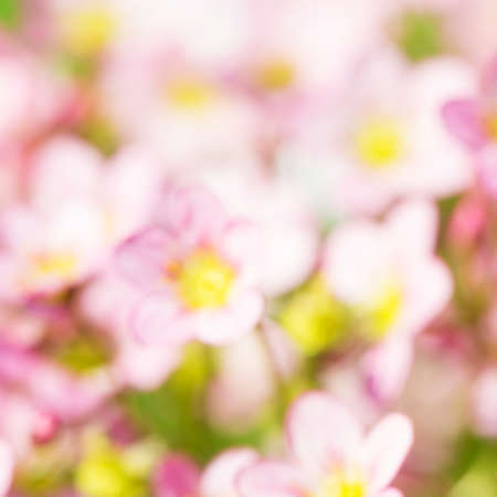 Beautiful spring bokeh,floral backgroundの写真素材