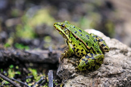Frog sitting on a stone の写真素材