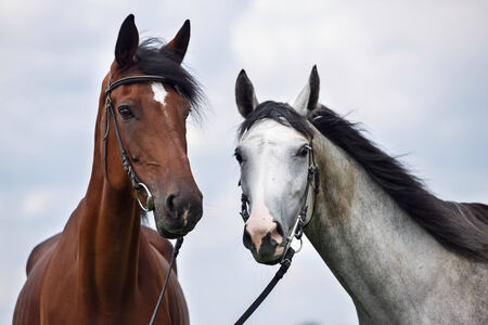 Two horses, white and chesnutの写真素材