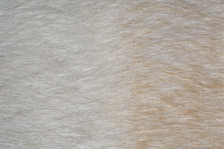 Close-up dog hair. Small depth of field