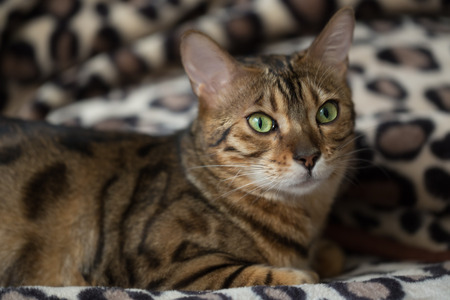Portrait of a cat Bengal