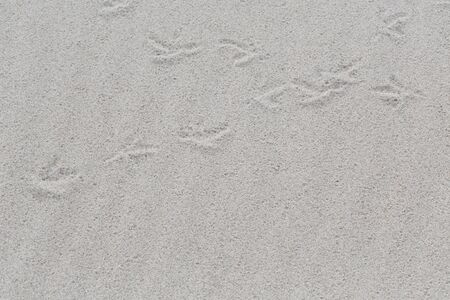 White sand beach with traces of birds as a backgroundの写真素材