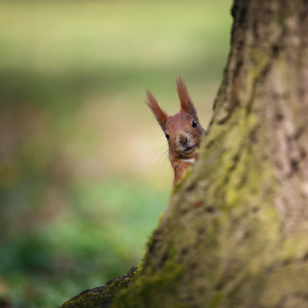 Squirrel looking from behind a tree. Small depth of fieldの写真素材