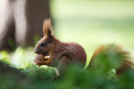 Squirrel nut the eater. Small depth of fieldの写真素材