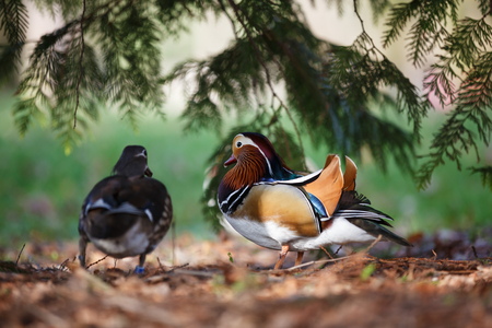 A pair of mandarin ducks. Small depth of fieldの写真素材