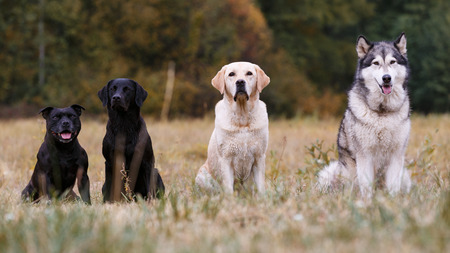 Various breeds of dogs sitting on autumn meadowの写真素材