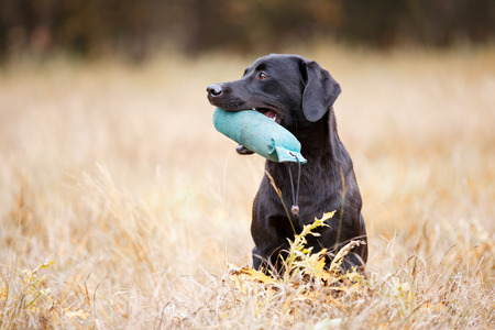 Black labrador retriever sitting on the autumn meadowの写真素材
