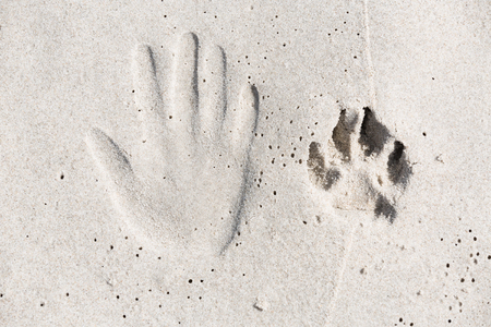 Trace of human hand and dog paw on the sand. Small depth of fieldの写真素材