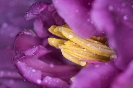 Center of the tulip flower. Macro photography, small depth of fieldの写真素材