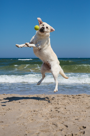 Dog playing on the beachの写真素材