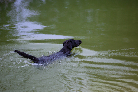 Black Labrador retriever swimming in a pondの写真素材