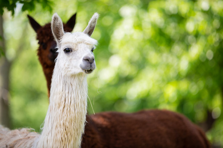 Portrait of white Alpaca, a South American mammalの写真素材