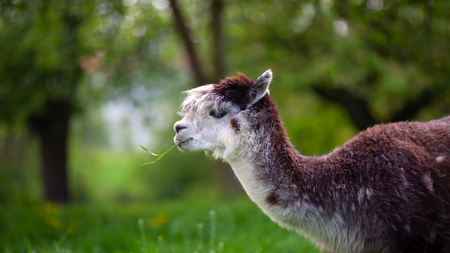 Alpaca eating grass,South American mammalの写真素材