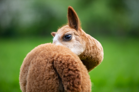 Portrait of Alpaca from the back,South American mammalの写真素材