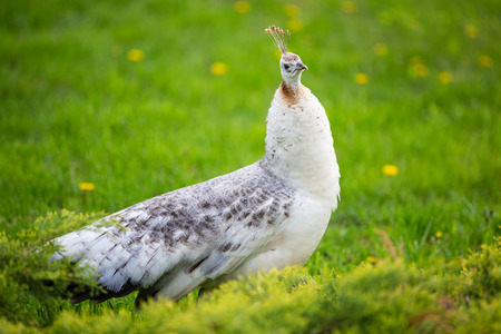 Peacock on a spring green meadowの写真素材