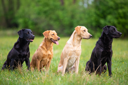Four Labradors Retriver on a spring meadow. Small depth of fieldの写真素材