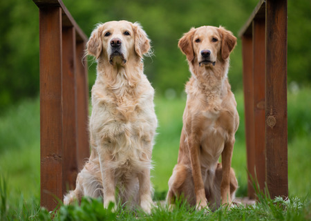 Sitting two Golden Retriever dogs. Small depth of fieldの写真素材