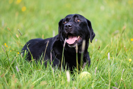 Black labrador retriever playing with a ballの写真素材