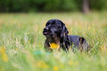 Black Labrador Retriever dog lying in grassの写真素材