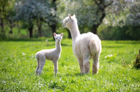 White Alpaca with offspring, South American mammalの写真素材