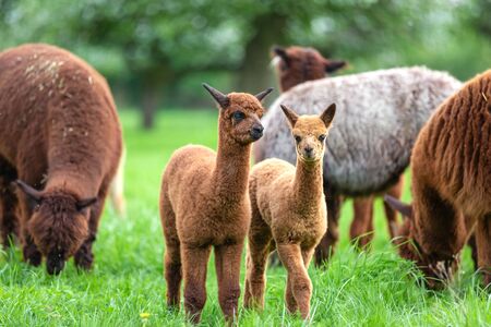Two young Alpacas in a herd, South American mammalの写真素材