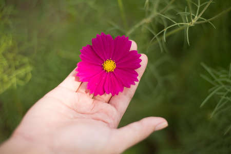 Flower on handsの写真素材