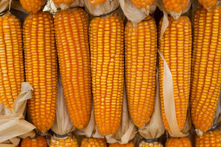 Sweet Corn Wallの写真素材