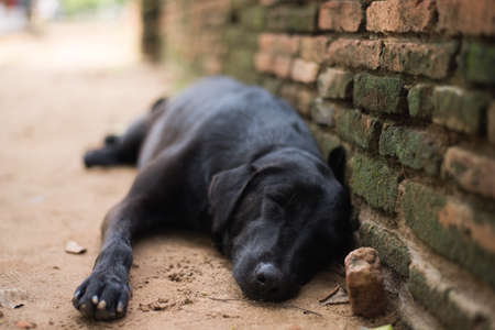 Dog sleeps at the wall.の写真素材