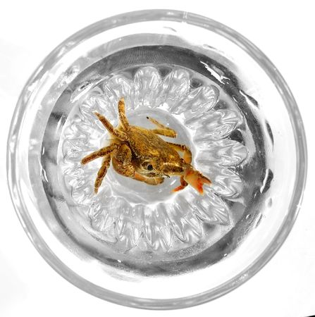 crab in trapの写真素材