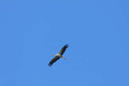 White stork flying on the background of blue skyの写真素材