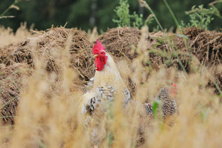 Cock and hen in rural landscape with haystack at the background.の写真素材