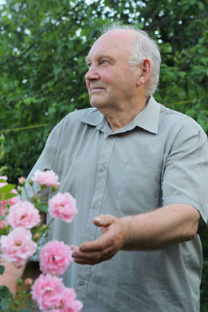 Old man - grower of roses next to rose bush in his beautiful garden. の写真素材