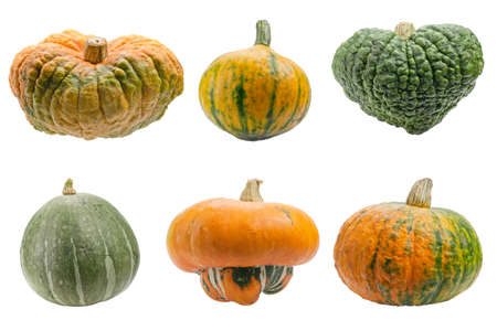 Miscellaneous pumpkins isolated on white background. Both pumpkins are ecological and natural, grew in rural garden. の写真素材