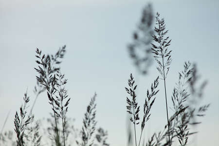 Silhouettes of few bents on the light  blue sky background in Latvia.