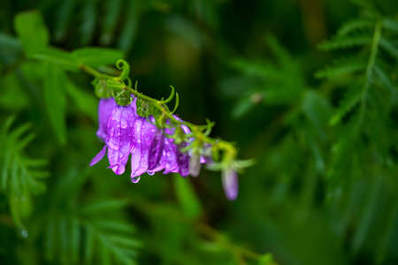 Blue flowers on field. Violet blooming flowers on a green grass. Meadow with rural flowers. Wild flowers. Nature flower.の写真素材