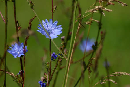 Chicory flowers on meadow. Blooming flowers. Chicory flowers on a green grass. Meadow with chicory flowers. Wild flowers. Nature flower. Chicory flowers on field in summer day.の写真素材