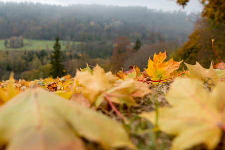 Autumn maple leaves in Sigulda, Latvia. Mapple tree has lobed leaves and colourful autumn foliage.の写真素材