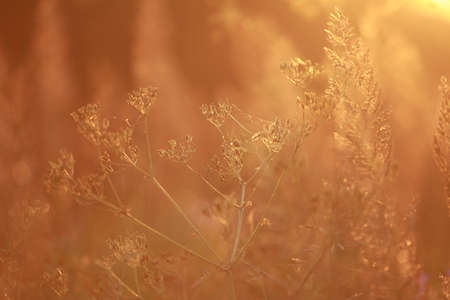 Field at sunset, sunset on meadow. Grass in the sunlight background. Summer, autumn, fall season landscape. Summertime, autumntime sun scene in Latvia. Backlight.の写真素材