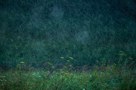 Summer thunderstorm rain refreshing nature meadow. Background with rain drops in meadow. Rain is condensed moisture of the atmosphere falling visibly in separate drops.の写真素材