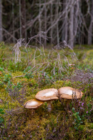 Mushrooms in wood. Mossy coniferous forest in Latvia. Mushrooms growing in wood.  Closeup of three mushrooms. Healty and vegetarian food.の写真素材