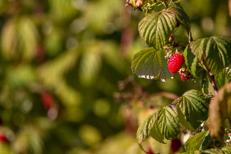 Raspberries on bush branch. Autumn raspberries currants on bush. Red raspberries in garden. Autumn...