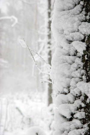 Beautiful landscape of the forest on a cold winter day with trees covered with snow. Snowfall in the...