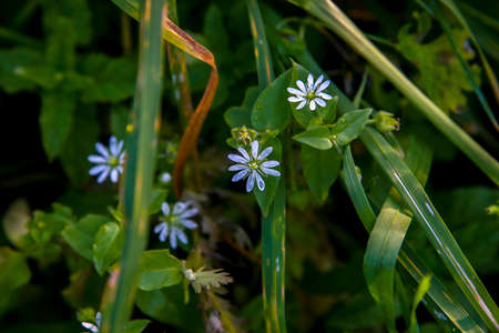 Blooming flowers. Blue flowers on green grass.  Meadow with rural flowers. Wild flowers. Nature blue...