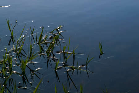 Closeup view of grass in the water. River with green grass in Latvia. Green grass on river surface...